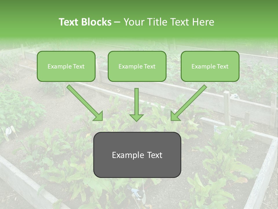 Sunrise Older Wellness PowerPoint Template