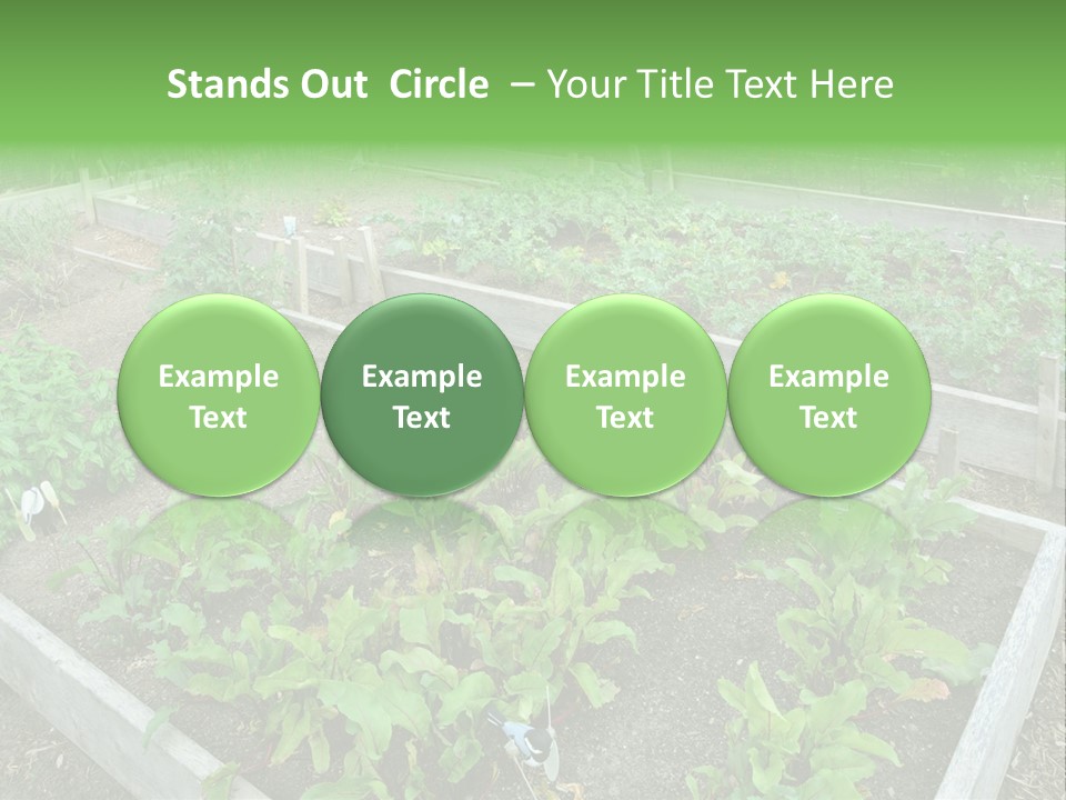 Sunrise Older Wellness PowerPoint Template