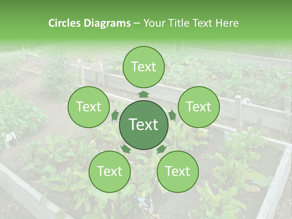 Sunrise Older Wellness PowerPoint Template