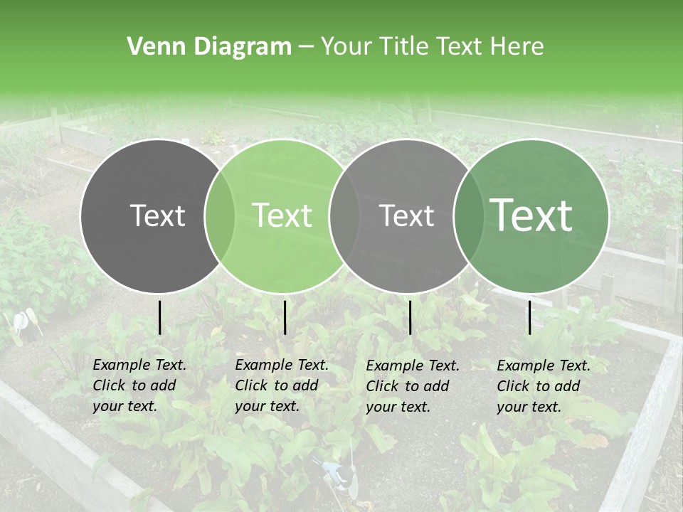 Sunrise Older Wellness PowerPoint Template