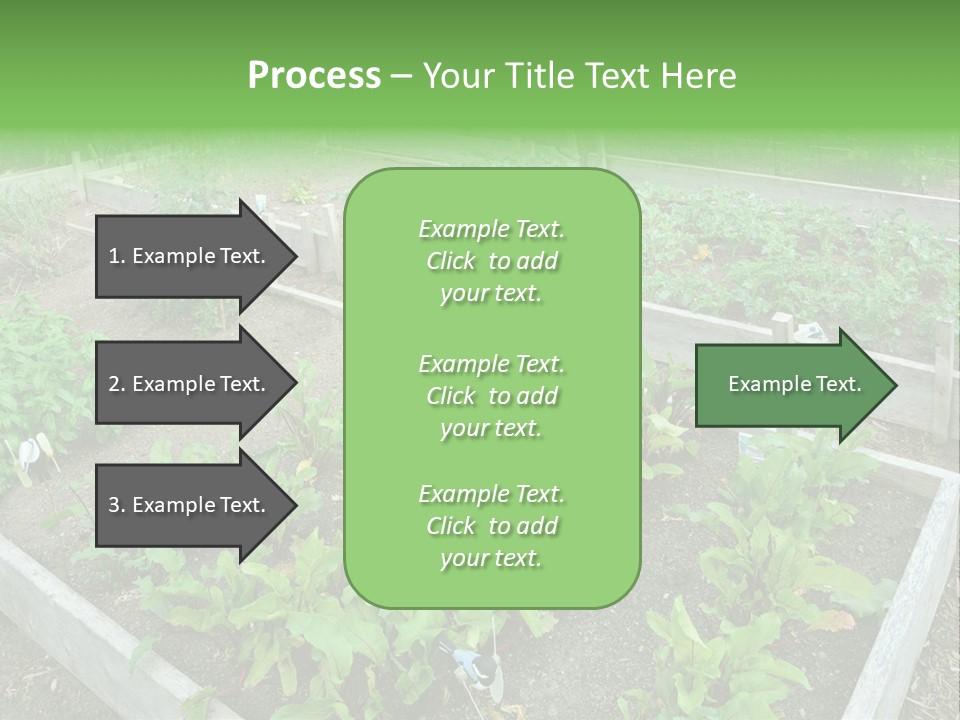 Sunrise Older Wellness PowerPoint Template
