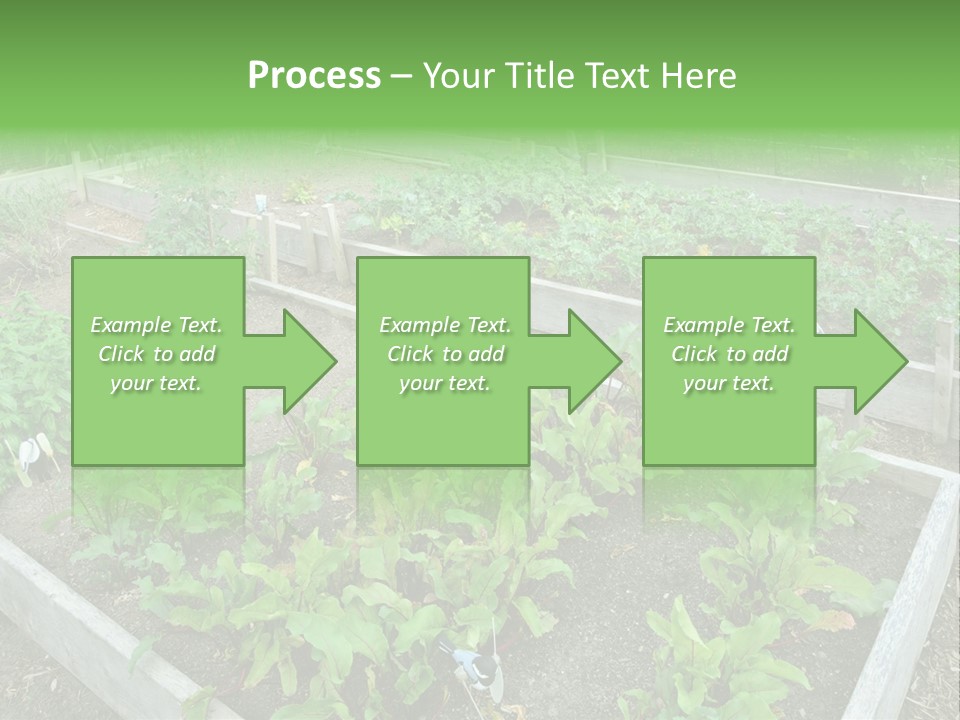 Sunrise Older Wellness PowerPoint Template