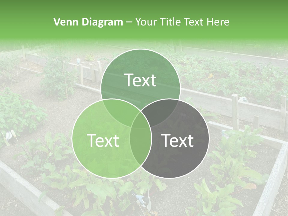 Sunrise Older Wellness PowerPoint Template