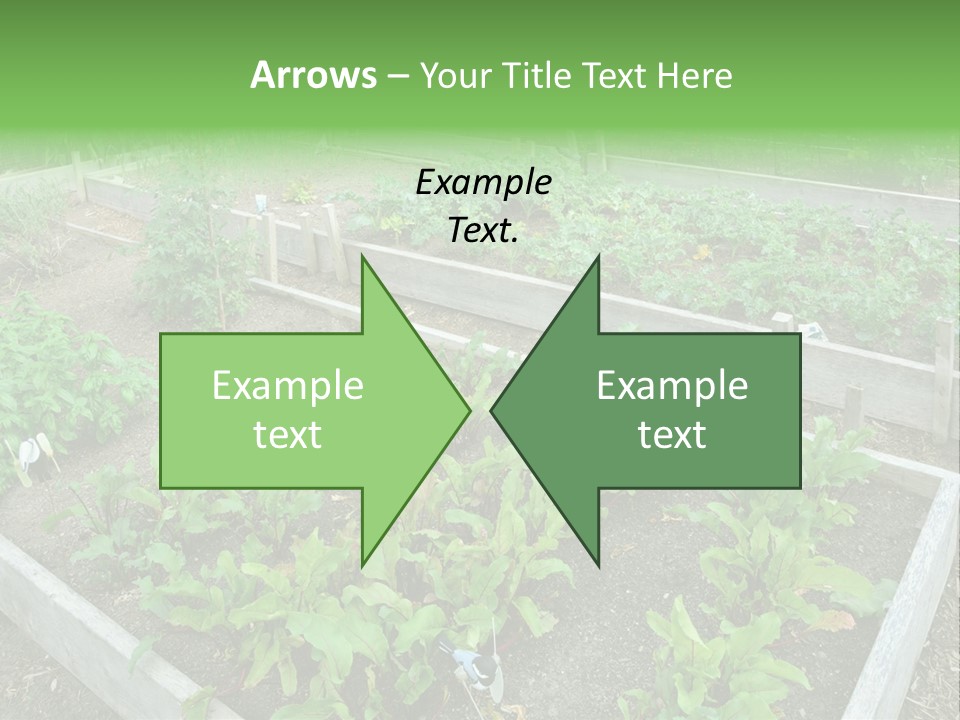 Sunrise Older Wellness PowerPoint Template