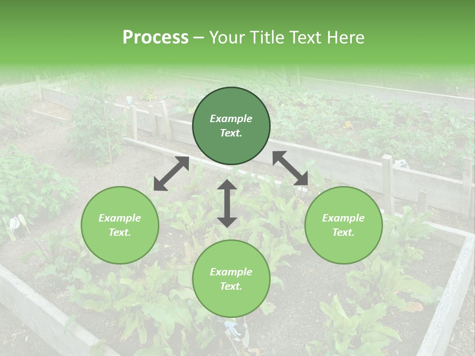 Sunrise Older Wellness PowerPoint Template