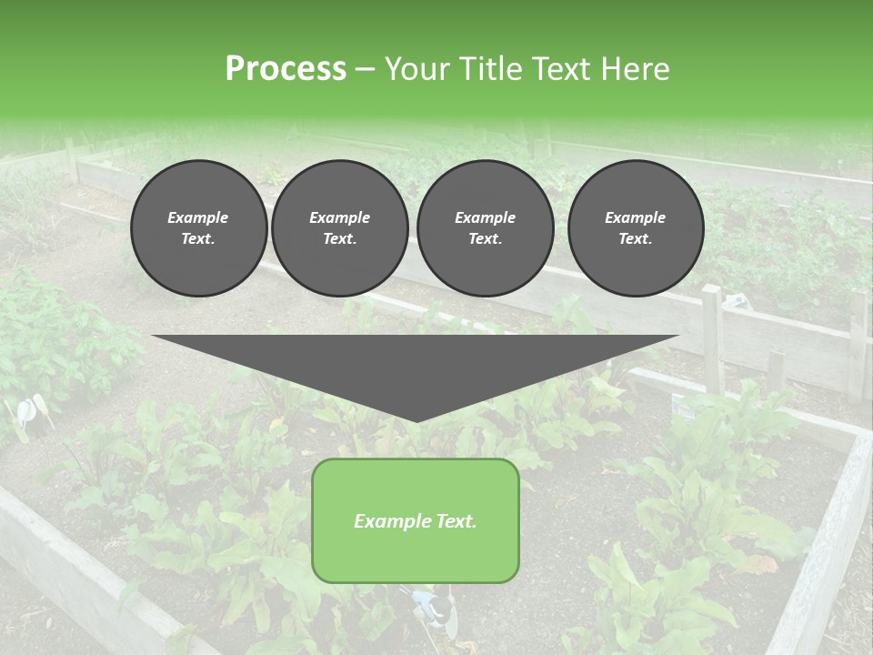 Sunrise Older Wellness PowerPoint Template