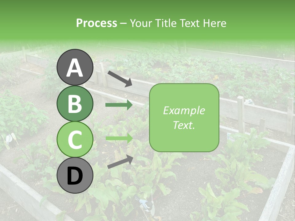 Sunrise Older Wellness PowerPoint Template