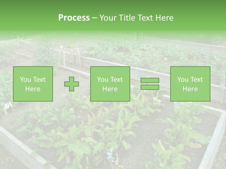 Sunrise Older Wellness PowerPoint Template