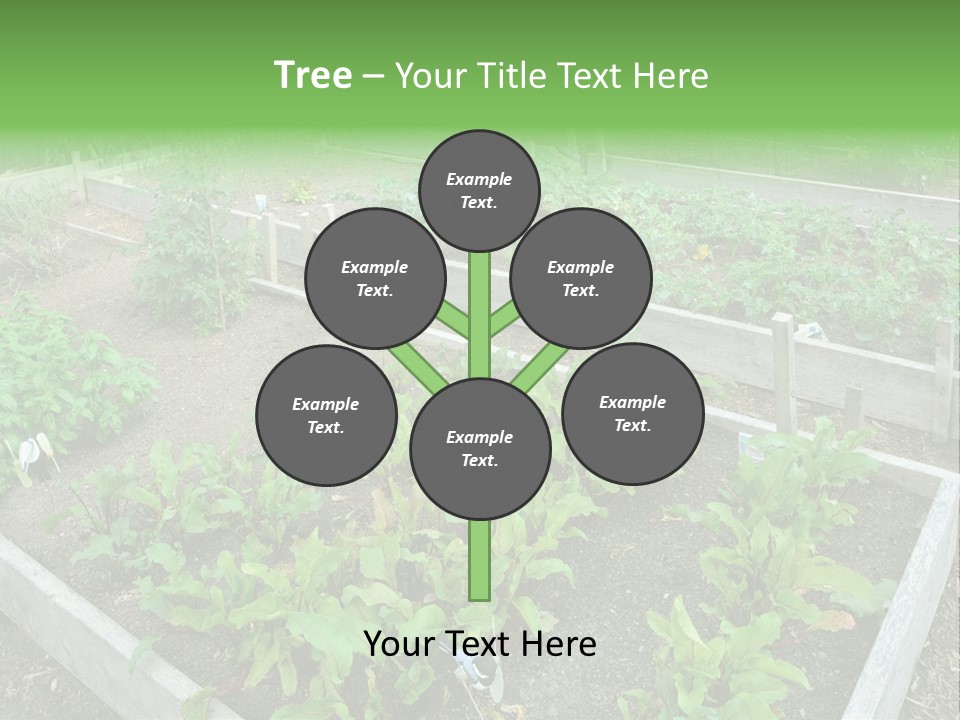 Sunrise Older Wellness PowerPoint Template