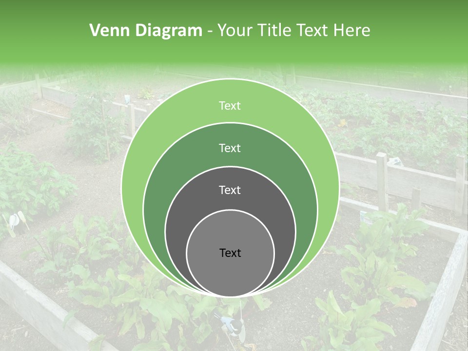 Sunrise Older Wellness PowerPoint Template