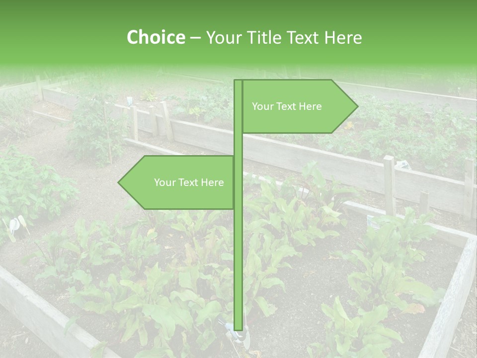 Sunrise Older Wellness PowerPoint Template