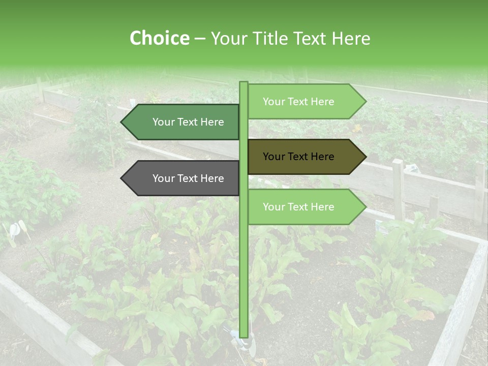Sunrise Older Wellness PowerPoint Template