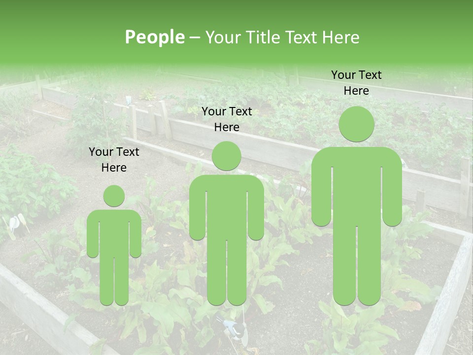 Sunrise Older Wellness PowerPoint Template