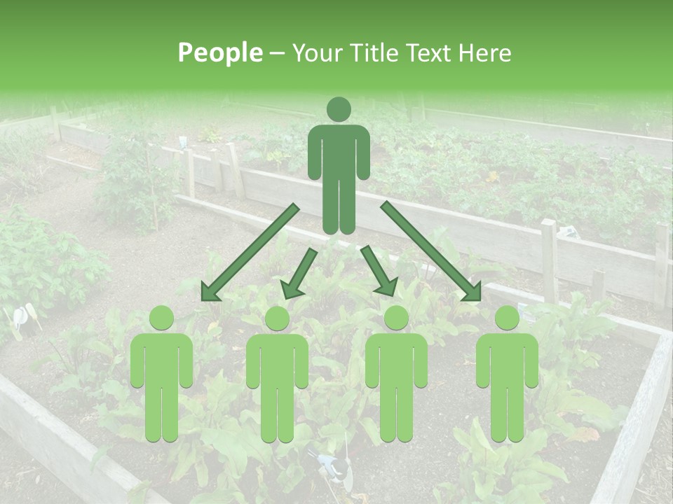 Sunrise Older Wellness PowerPoint Template