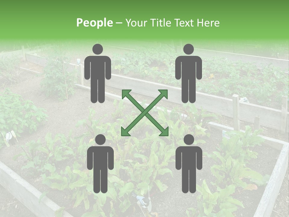 Sunrise Older Wellness PowerPoint Template