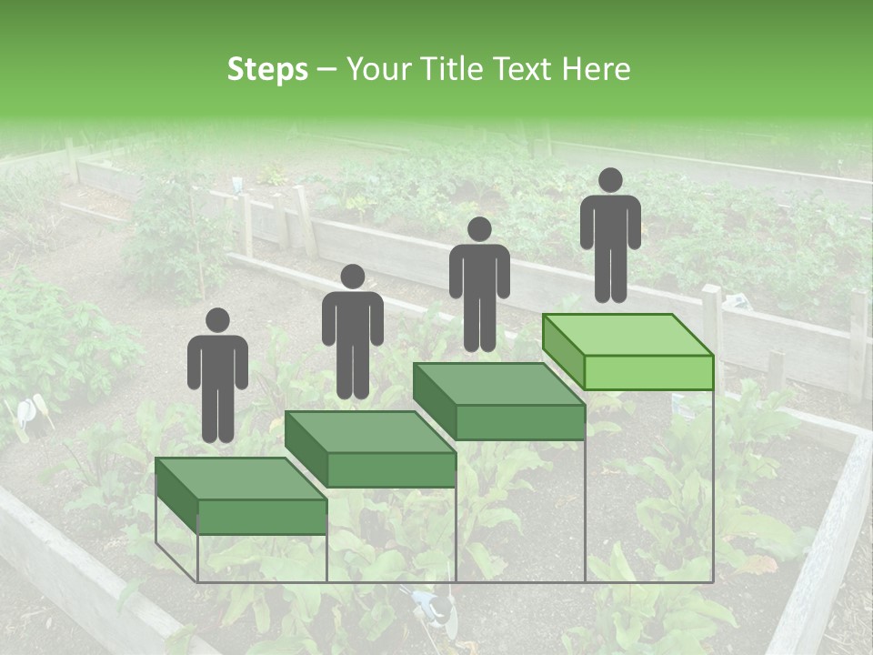 Sunrise Older Wellness PowerPoint Template