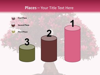 Portrait Elderly Calm PowerPoint Template