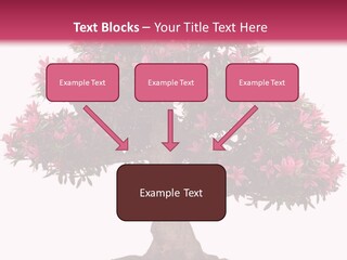 Portrait Elderly Calm PowerPoint Template