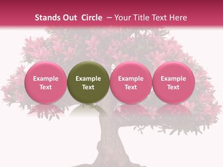 Portrait Elderly Calm PowerPoint Template