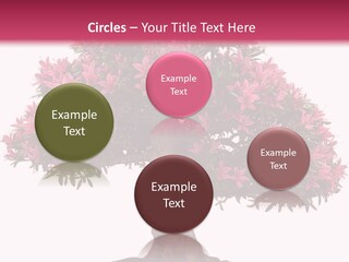 Portrait Elderly Calm PowerPoint Template