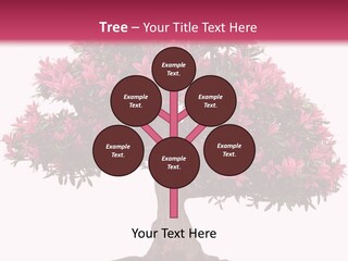 Portrait Elderly Calm PowerPoint Template