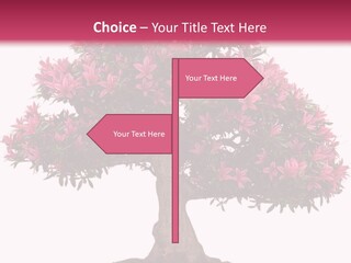 Portrait Elderly Calm PowerPoint Template