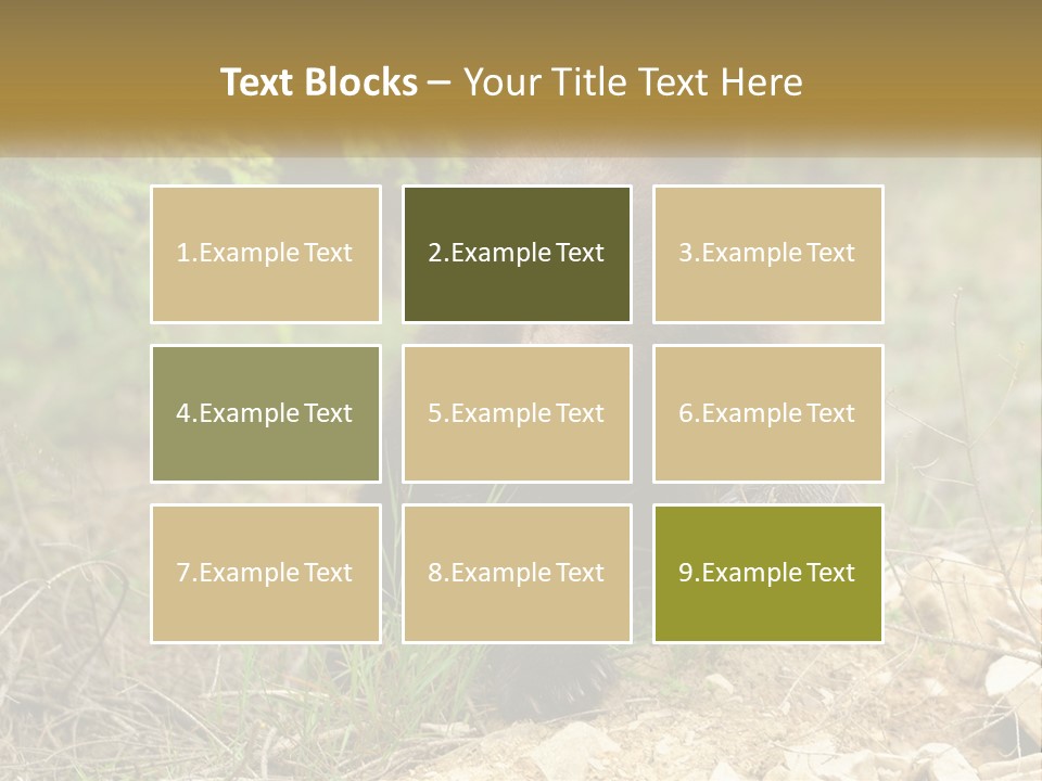 Older Sunrise White PowerPoint Template