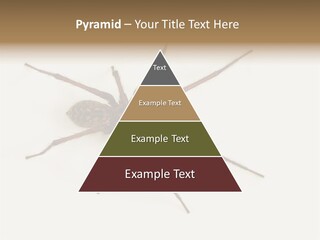 Beach Coastal Wellness PowerPoint Template