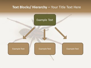 Beach Coastal Wellness PowerPoint Template