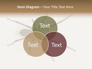 Beach Coastal Wellness PowerPoint Template