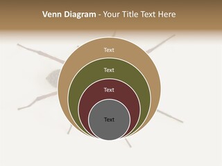 Beach Coastal Wellness PowerPoint Template