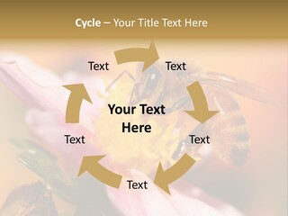 Water Old Ocean PowerPoint Template