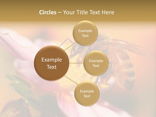 Water Old Ocean PowerPoint Template