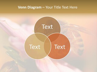 Water Old Ocean PowerPoint Template