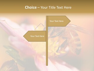 Water Old Ocean PowerPoint Template