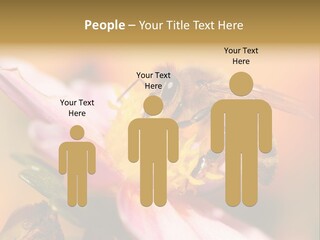 Water Old Ocean PowerPoint Template