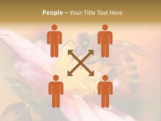 Water Old Ocean PowerPoint Template