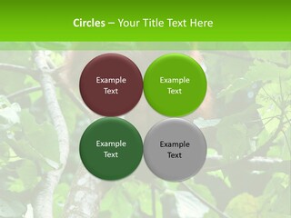 Mother Senior Peaceful PowerPoint Template