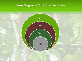 Mother Senior Peaceful PowerPoint Template