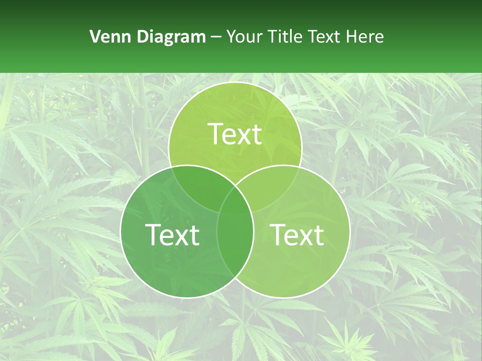 Old Parent Older PowerPoint Template