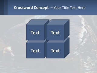 Coast Sea Coastal PowerPoint Template