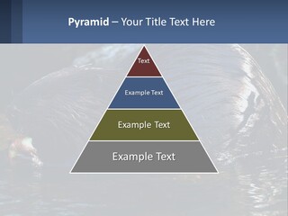 Coast Sea Coastal PowerPoint Template