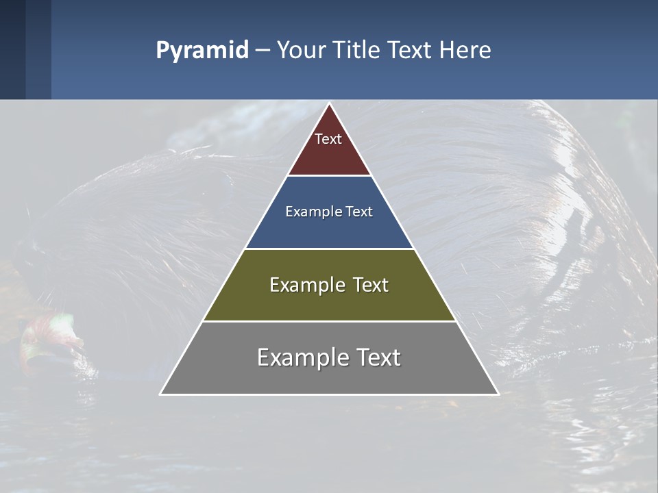 Coast Sea Coastal PowerPoint Template