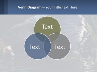 Coast Sea Coastal PowerPoint Template
