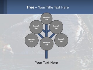 Coast Sea Coastal PowerPoint Template