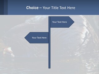 Coast Sea Coastal PowerPoint Template