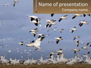 Spring Hunt Flock PowerPoint Template