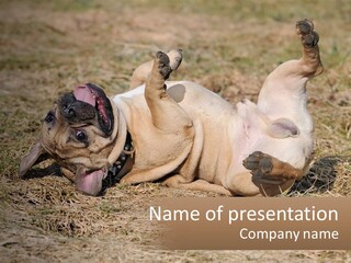 Humor Shows Adorable PowerPoint Template