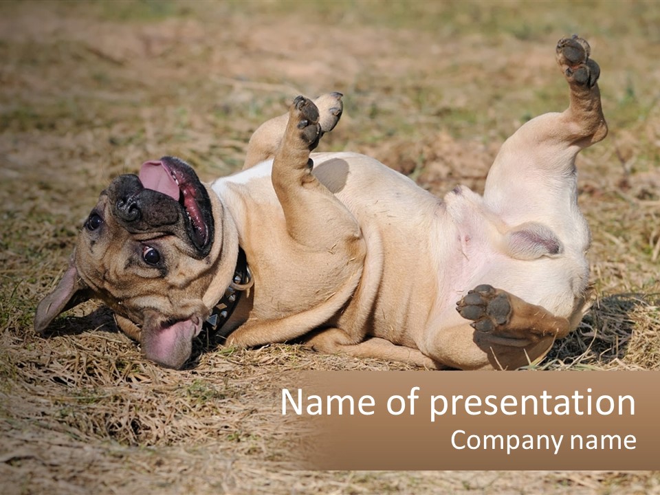 Humor Shows Adorable PowerPoint Template