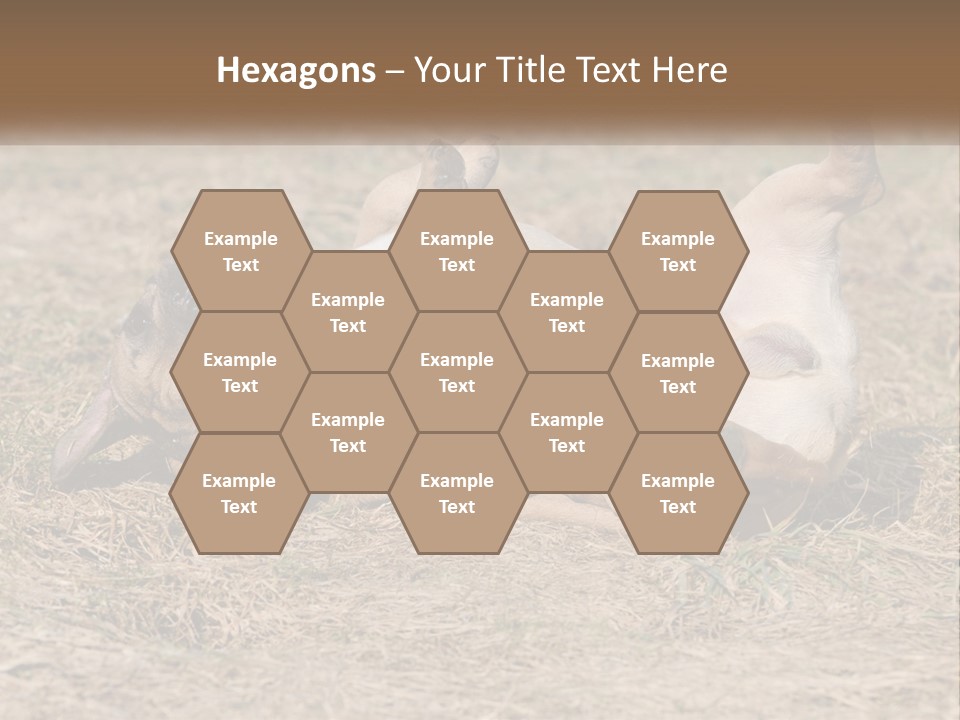 Humor Shows Adorable PowerPoint Template